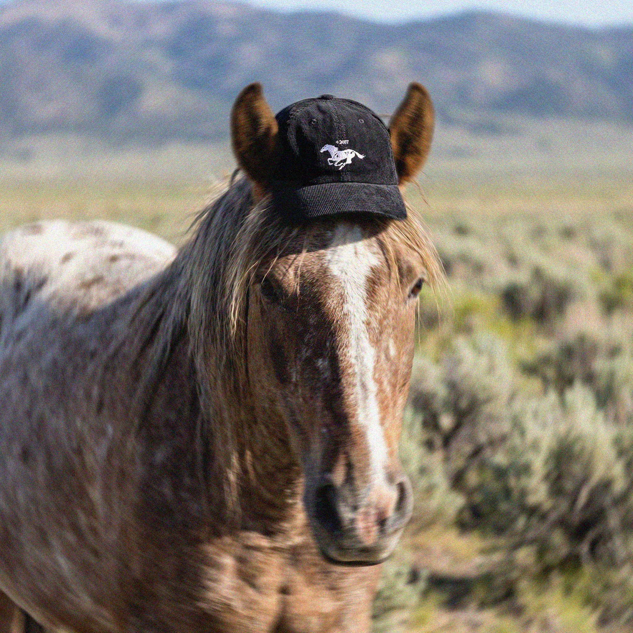 Old-school corduroy cap - Mustang